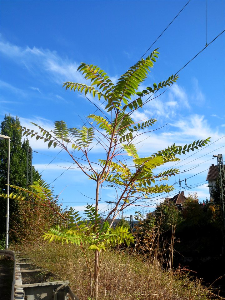 Götterbaum (Ailanthus altissima) - invasiv an der Bahnstrecke Saarbrücken-Homburg in St. Ingbert