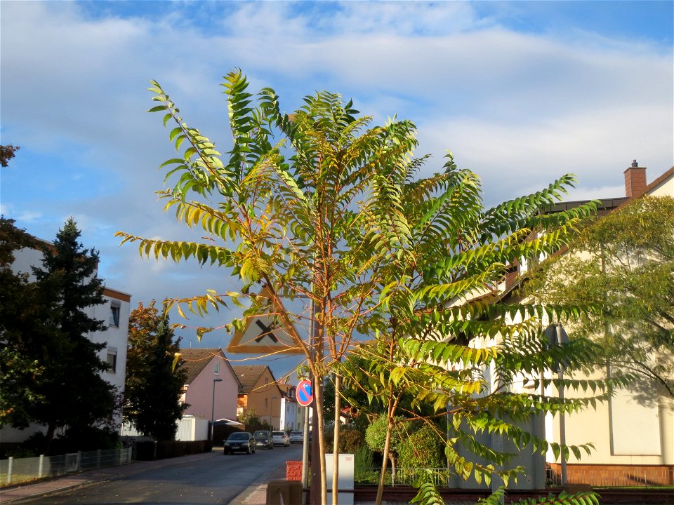 Ausgewilderter Götterbaum (Ailanthus altissima) in Hockenheim