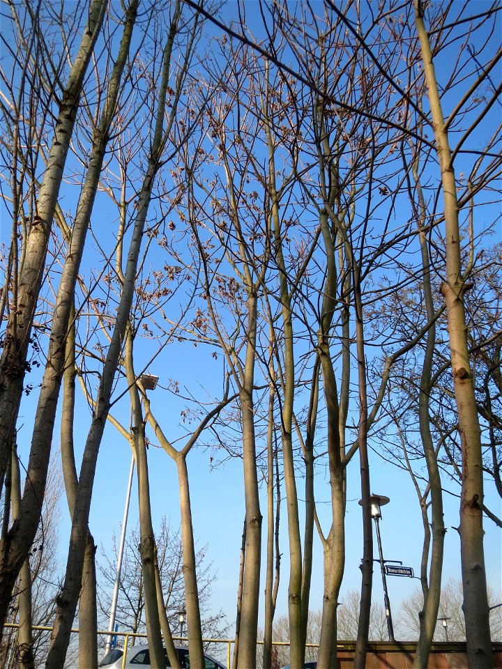 Götterbaum (Ailanthus altissima) - invasiv an der A620 in Sankt Arnual