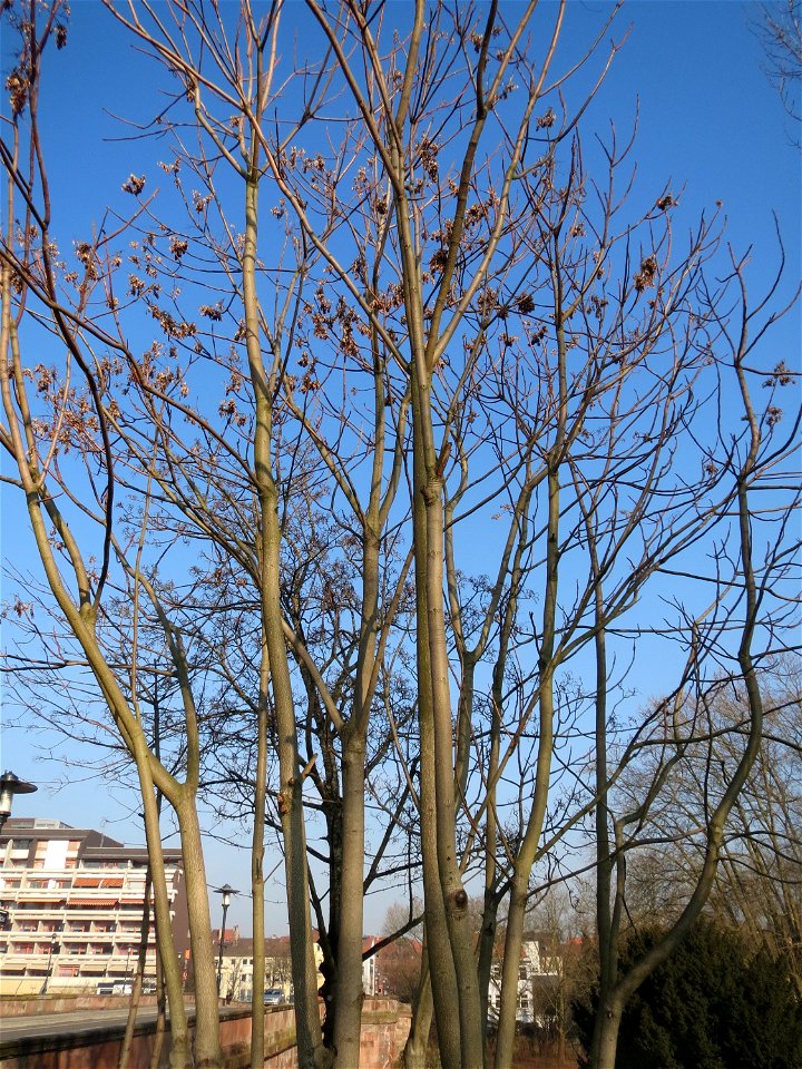 Götterbaum (Ailanthus altissima) - invasiv an der A620 in Sankt Arnual