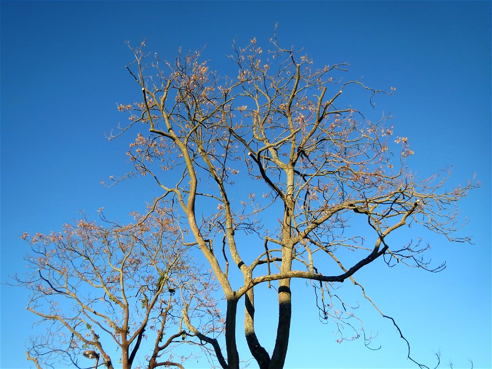 Götterbäume (Ailanthus altissima) an der Berlinallee in Hockenheim