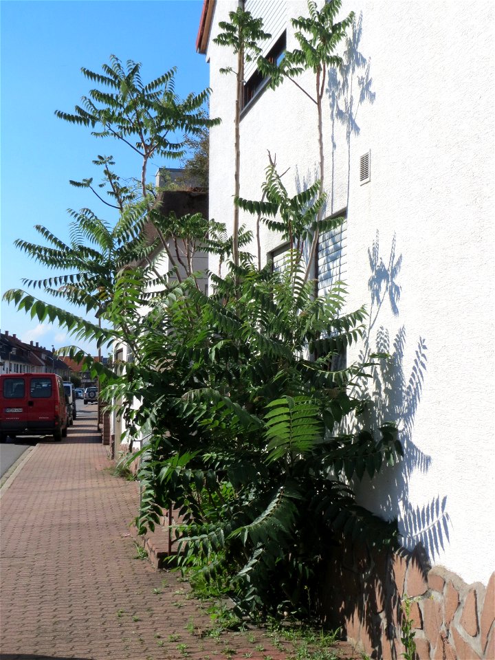 Ritzenbotanik: Wild angewachsener Götterbaum (Ailanthus altissima) an einer Hauswand in Hockenheim