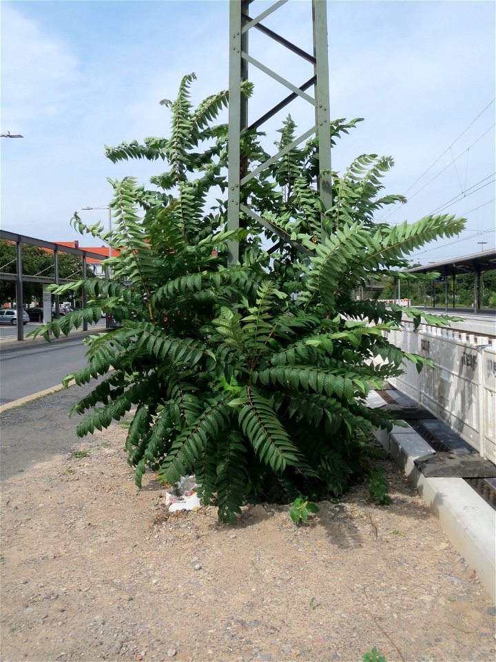Götterbaum (Ailanthus altissima) am Bahnhof Schwetzingen - dieser aus China stammende Baum verbreitet sich invasiv an Bahnanlagen und Autobahnen