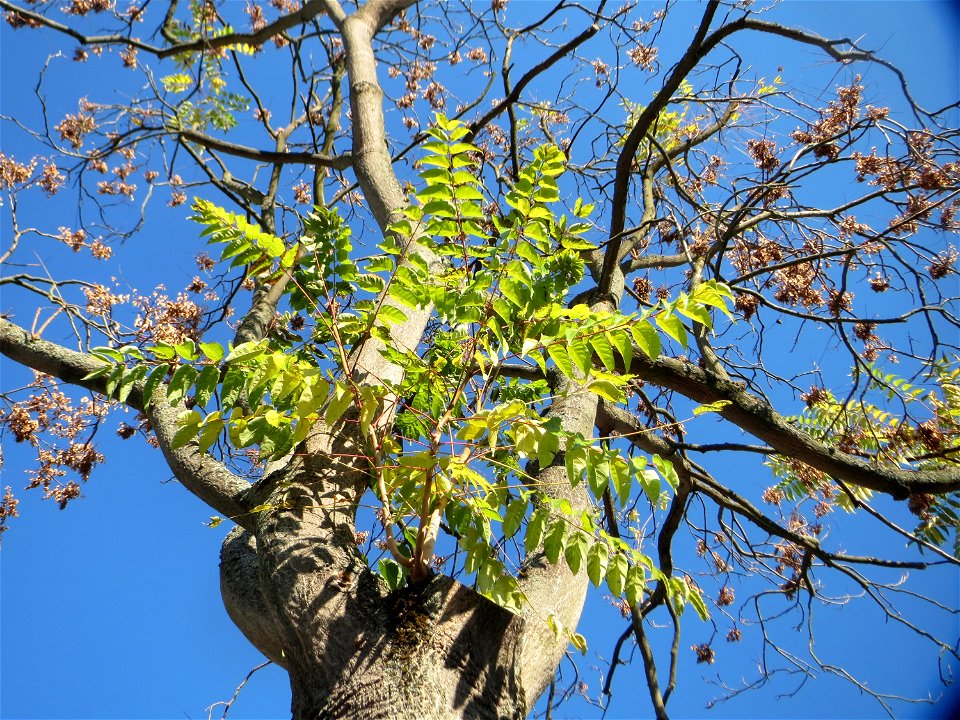 Götterbäume (Ailanthus altissima) an der Berlinallee in Hockenheim - an diesem Standort gepflanzt photo