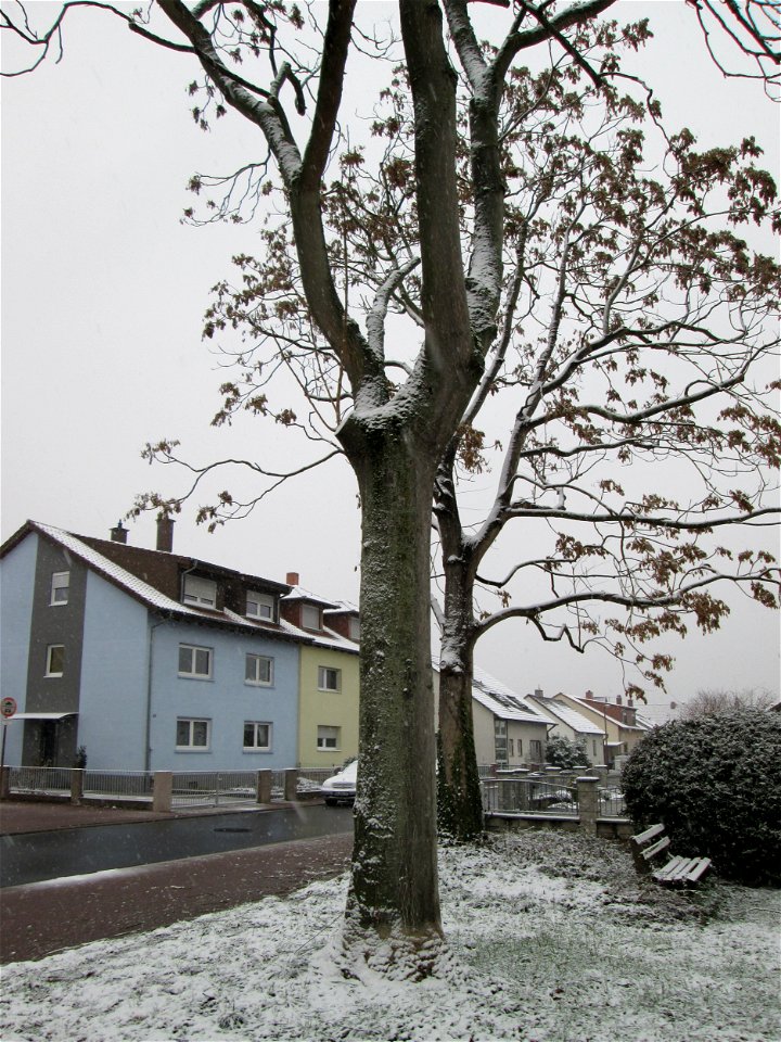 Götterbäume (Ailanthus altissima) an der Berlinallee in Hockenheim bei Neuschnee am 3. Dezember 2017 - an diesem Standort gepflanzt