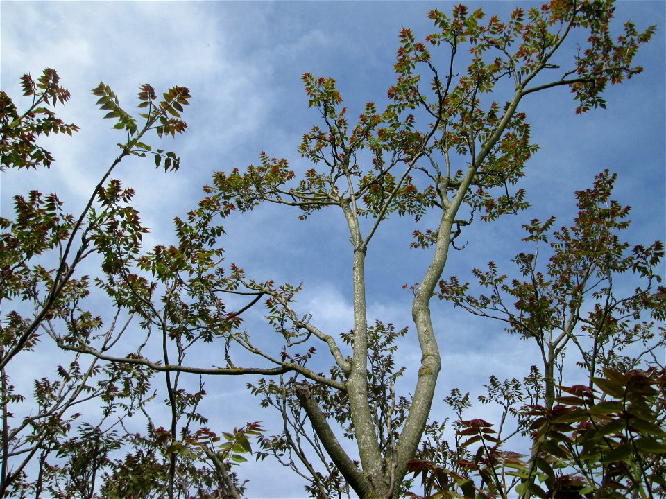 Ausgewilderter Götterbaum (Ailanthus altissima) am Feldrand in Hockenheim