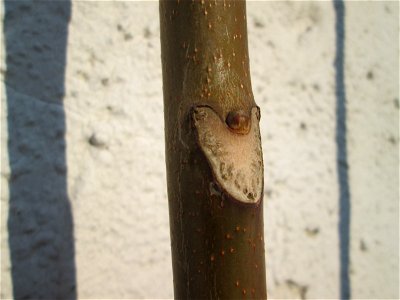 Blattnarbe vom Götterbaum (Ailanthus altissima) an einer Hauswand in Hockenheim - ursprünglich aus China und schon im 18.Jh. in Europa als Zierbaum eingeführt und dann ausgewildert