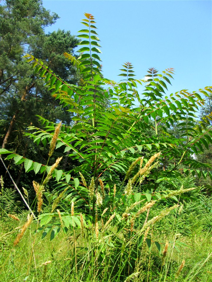 Götterbaum (Ailanthus altissima) invasiv auf einer Lichtung in der Schwetzinger Hardt