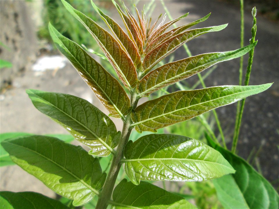 Junger Götterbaum (Ailanthus altissima) invasiv an einer Hauswand in Hockenheim