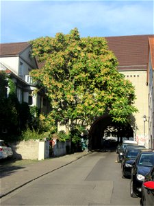 Götterbaum (Ailanthus altissima) an der Brentanostraße in Saarbrücken photo