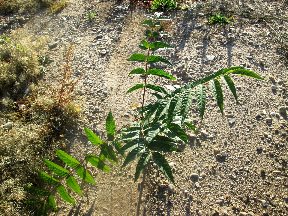 Junger Götterbaum (Ailanthus altissima) auf einer sandigen Brachfläche einer Baustelle in Hockenheim