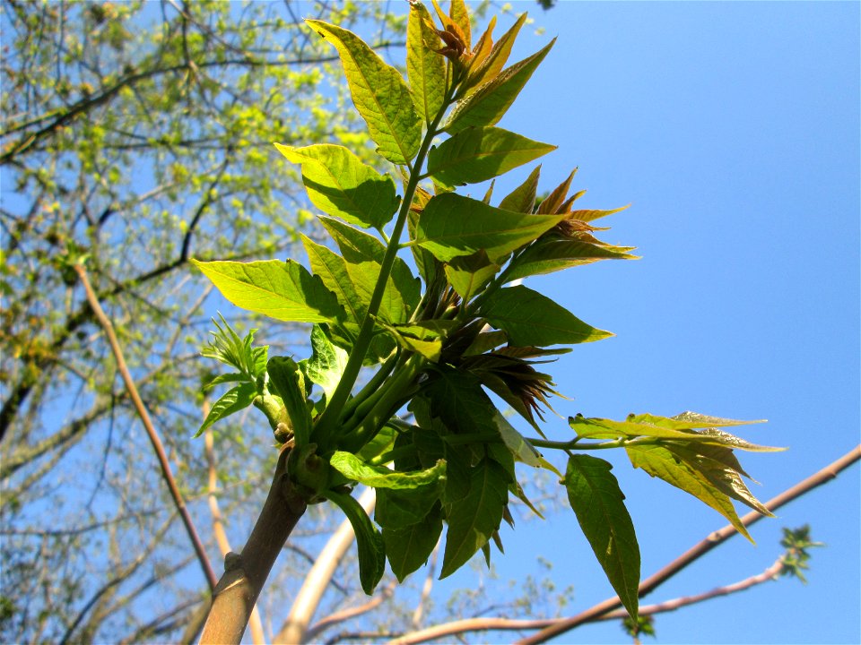 Junge Blatttriebe vom Götterbaum (Ailanthus altissima) in Alt-Saarbrücken - eingeschleppt aus Asien - typische Autobahn-Rand-Vegetation