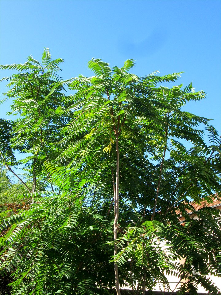 Götterbaum (Ailanthus altissima) an der Spitalstraße in Brebach - an diesem Standort wahrscheinlich wild angewachsen und stehen gelassen worden