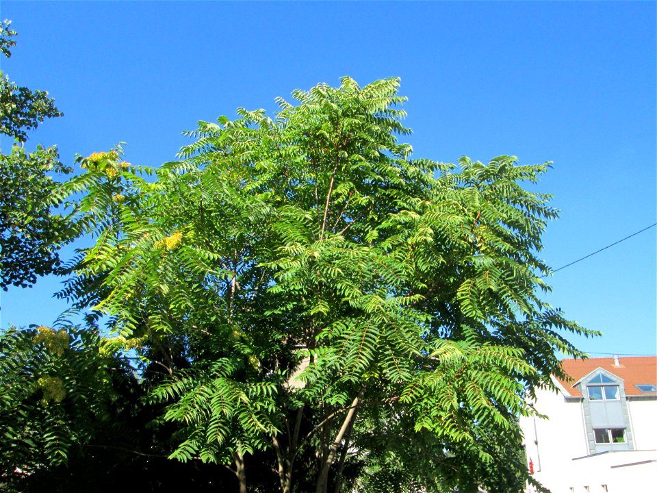 Götterbaum (Ailanthus altissima) an der Spitalstraße in Brebach - an diesem Standort wahrscheinlich wild angewachsen und stehen gelassen worden