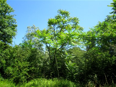Götterbaum (Ailanthus altissima) invasiv im Naturschutzgebiet "St. Arnualer Wiesen" photo