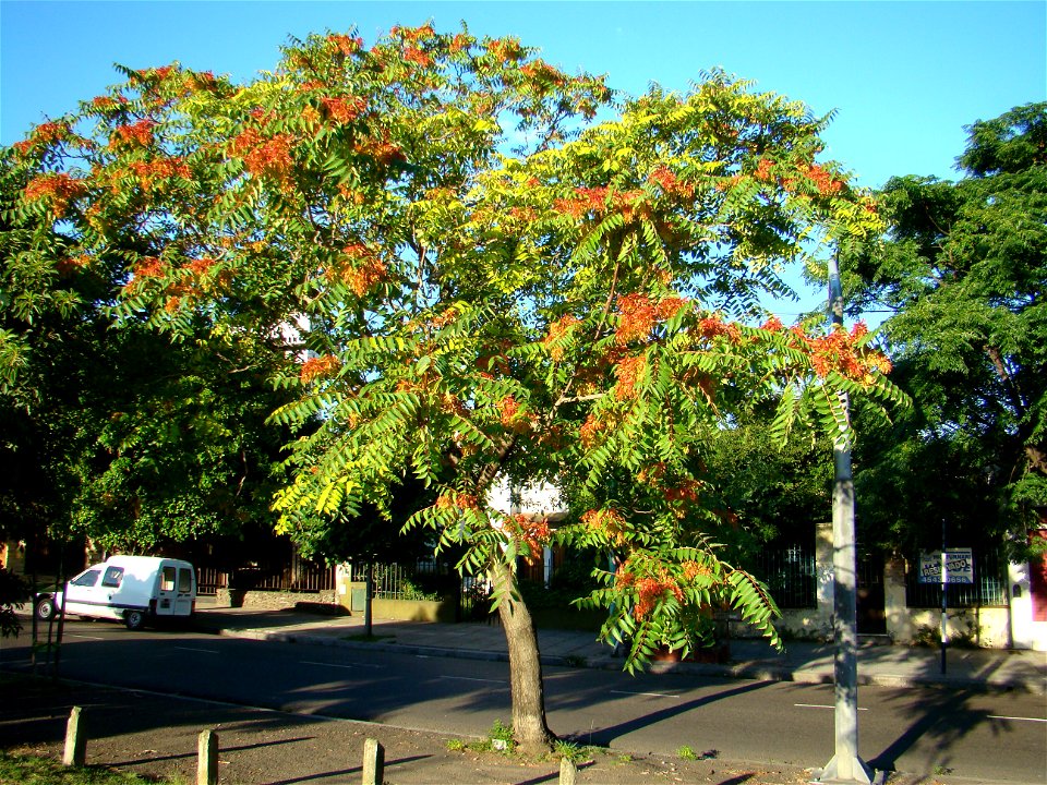 Ailanthus altissima hembra