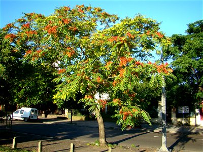 Ailanthus altissima hembra photo