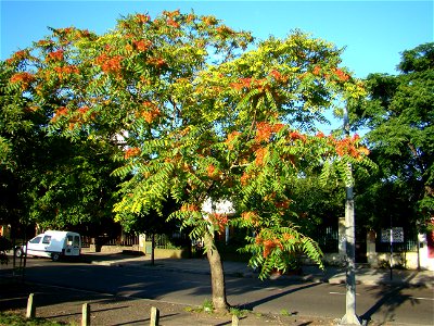 Ailanthus altissima hembra