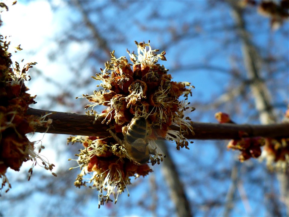 Inflorescence of Acer rubrum with a pollinator