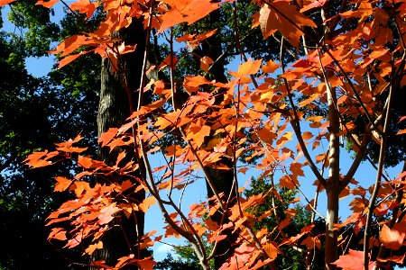 Acer rubrum fall Foliage in Buffalo, NY photo