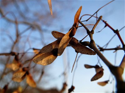 Fächer-Ahorn (Acer palmatum) im Landesgartenschaupark Hockenheim photo