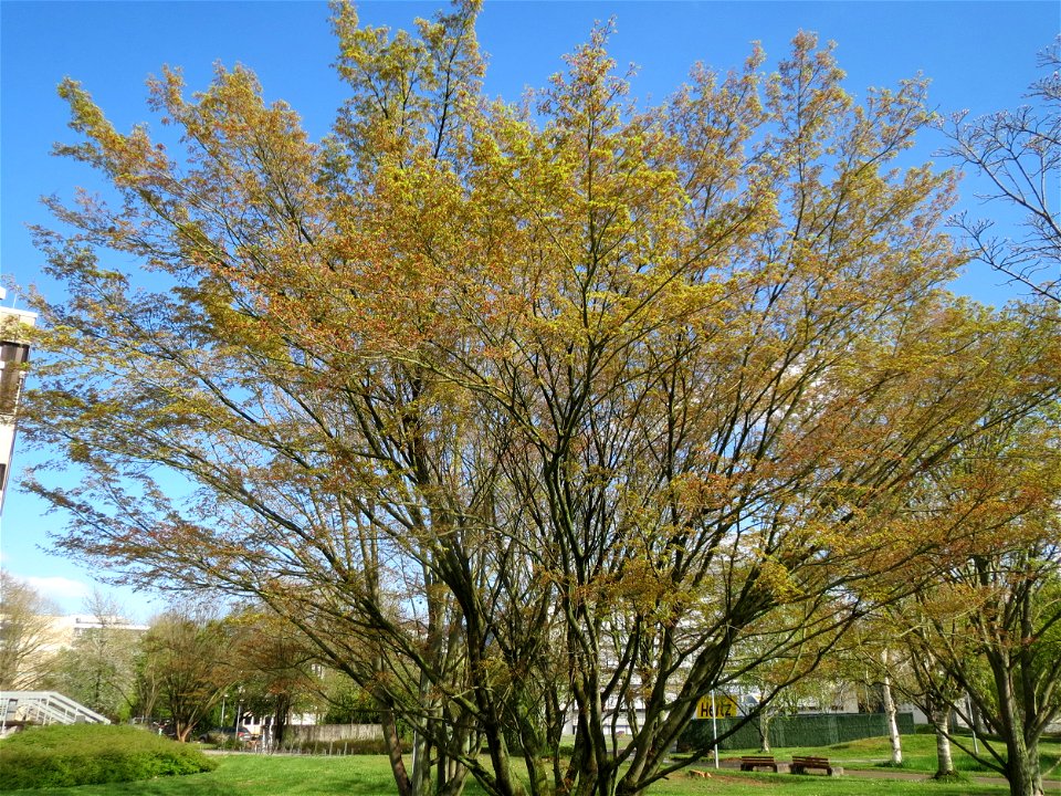 Fächer-Ahorn (Acer palmatum) im Neuenheimer Feld in Heidelberg