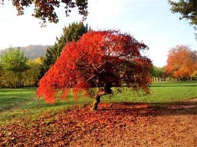 Japanisches Schlitzahorn (Acer palmatum cultivars) am Staden in Saarbrücken