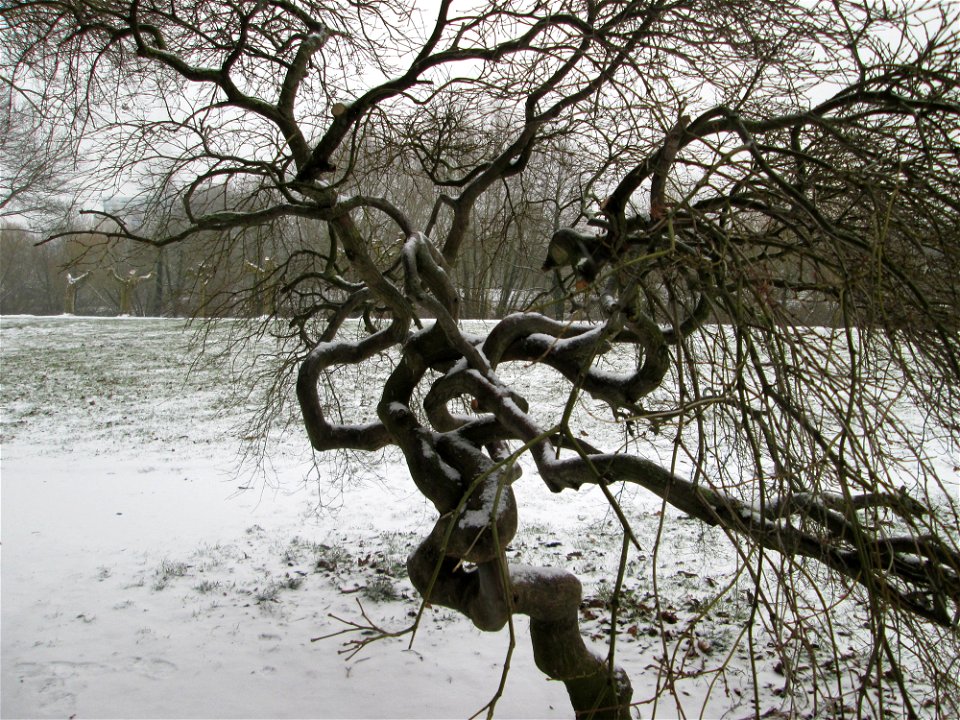 Japanischer Schlitzahorn (Acer palmatum cultivars) am Staden in Saarbrücken bei Neuschnee am 2. März 2018