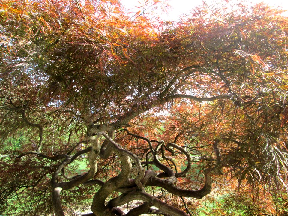 Japanisches Schlitzahorn (Acer palmatum cultivars) am Staden in Saarbrücken