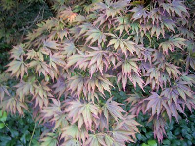 This photo shows Acer palmatum 'elegans'