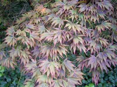 This photo shows Acer palmatum 'elegans' photo