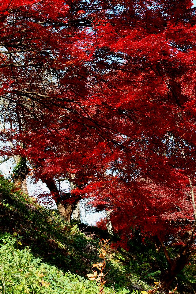 Fall Maples in Nara, Japan