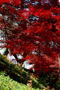Fall Maples in Nara, Japan photo
