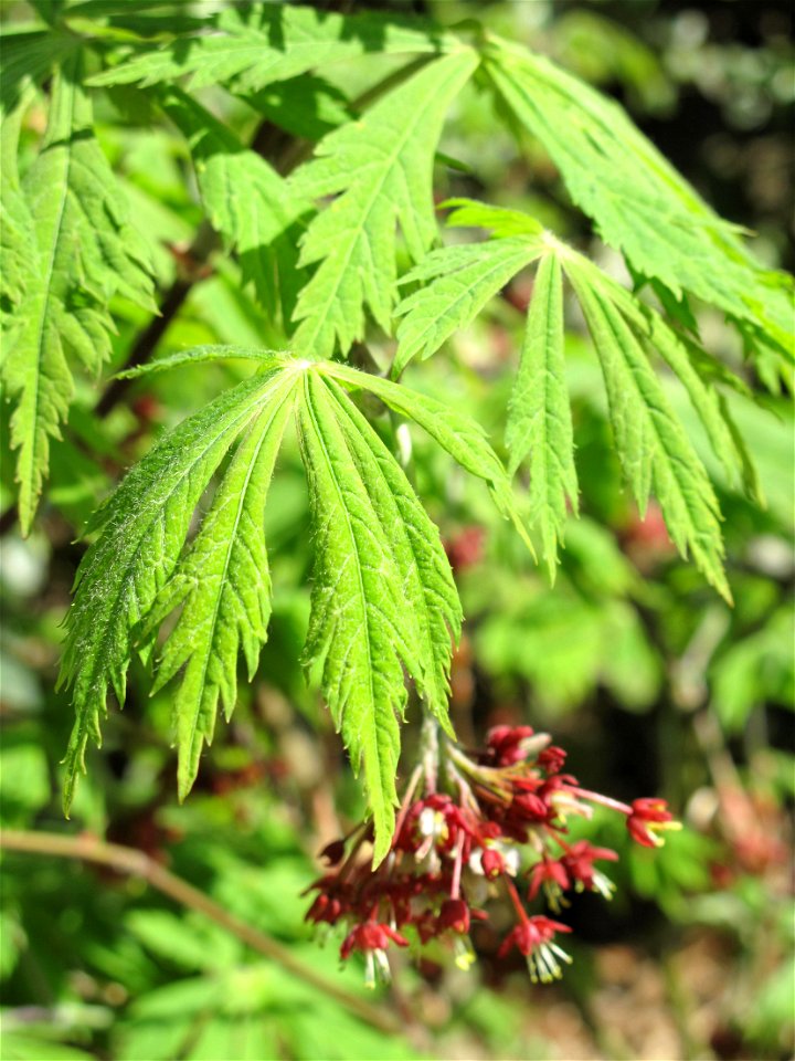 Flower of Acer palmatum in the olive park of Roquebrune-Cap-Martin (Alpes-Maritimes, France).