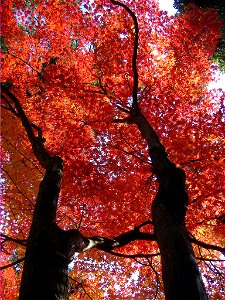 Autumn leaf color in Shinnyo-do, Kyoto, Japan photo