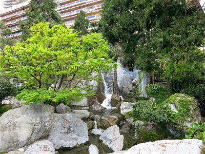 Acer palmatum of the japanese garden of Monaco photo