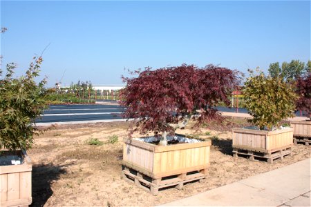 Školky Litomyšl, Acer palmatum ‘Dissectum Atropurpureum’ photo