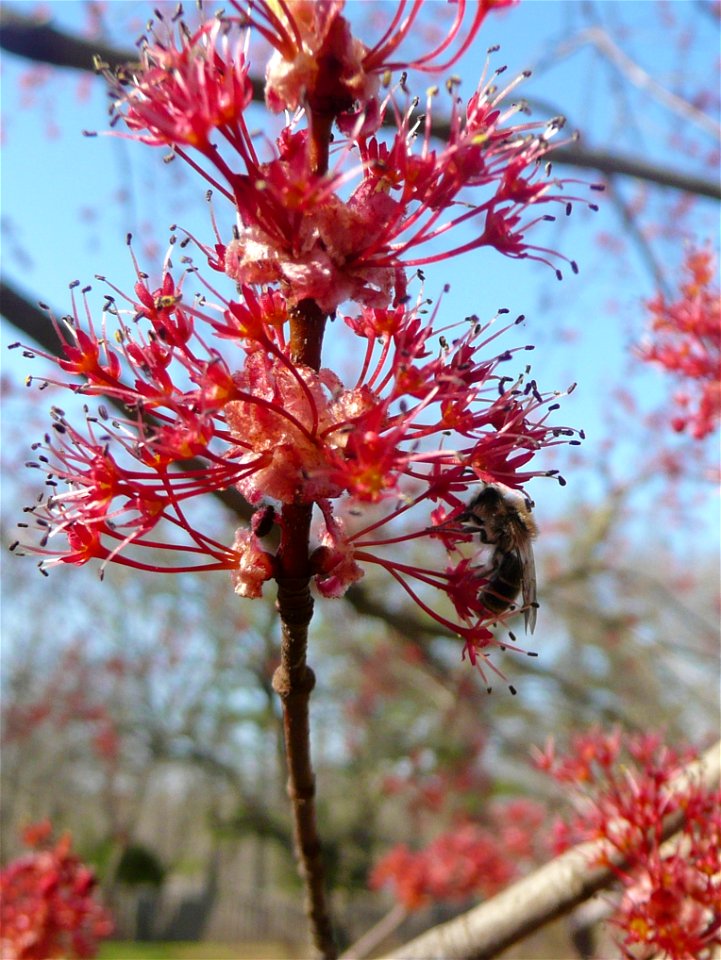 A cluster of flowers on the twig of a sugar maple (Acer saccharum), with a honey bee (genus Apis, species unknown) gathering nectar and pollen in Iowa.