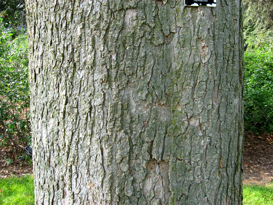 A picture of the trunk of Aesculus glabra.