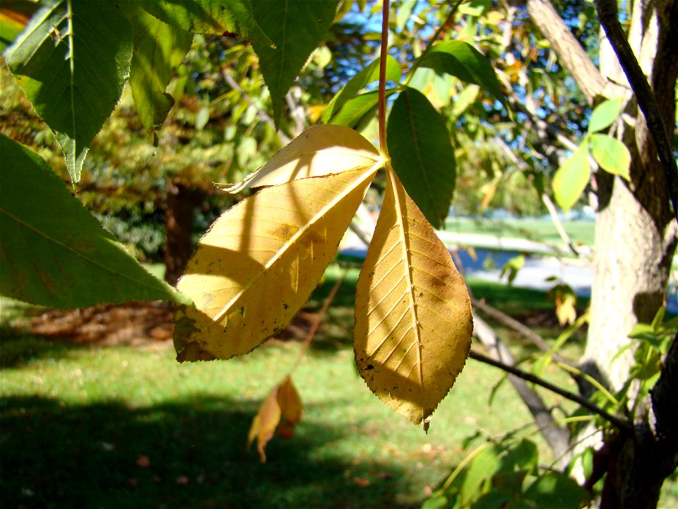 Chadwick Arboretum and Learning Gardens
Lane Avenue Gardens
The Ohio State University

Columbus, Ohio