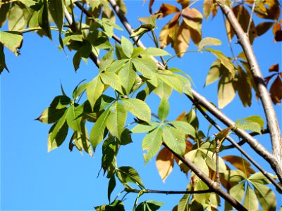 Ohio Buckeye photo