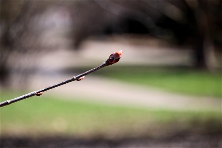 Chadwick Arboretum and Learning Gardens Lane Avenue Gardens The Ohio State University Columbus, Ohio photo