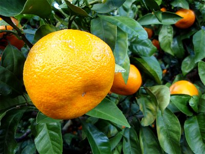 Citrus unshiu from Shizuoka Prefecture, Japan.