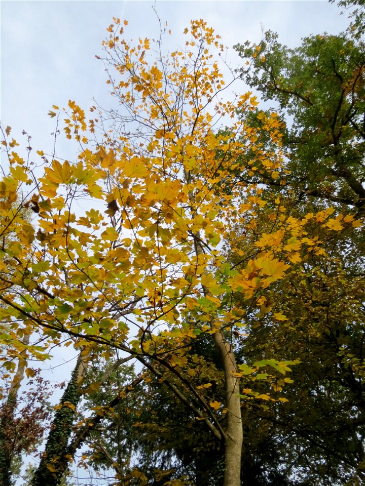 Bergahorn (Acer pseudoplatanus) im Schwetzinger Hardt