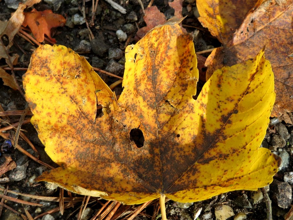Bergahorn (Acer pseudoplatanus) im Schwetzinger Hardt