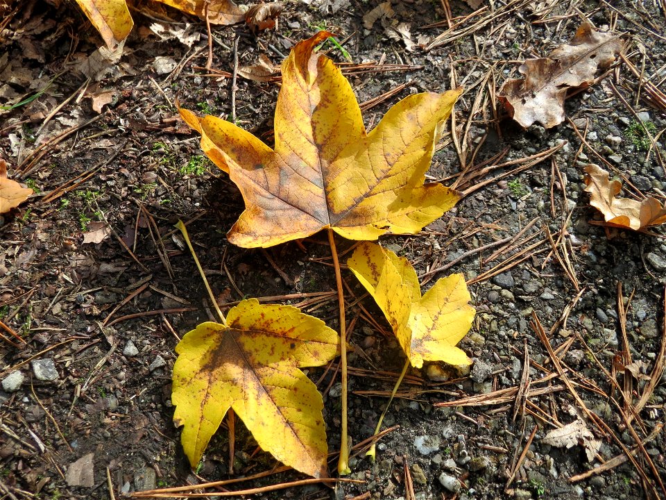 Bergahorn (Acer pseudoplatanus) im Schwetzinger Hardt