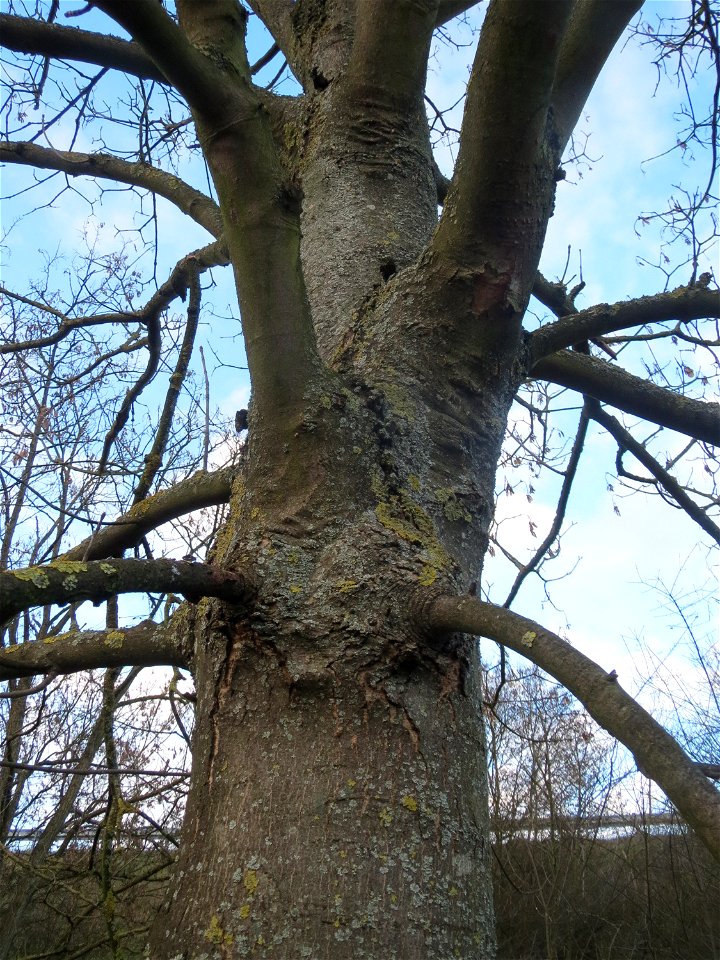Berghorn (Acer pseudoplatanus) in Hockenheim