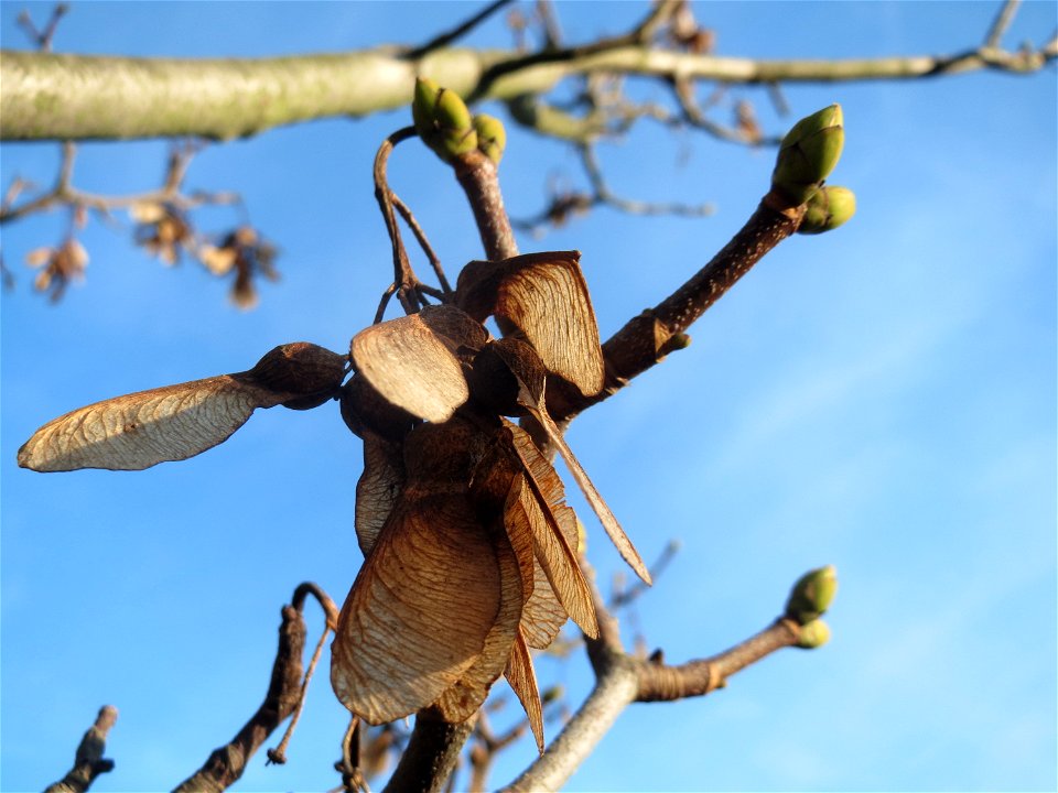 Berghorn (Acer pseudoplatanus) in Hockenheim