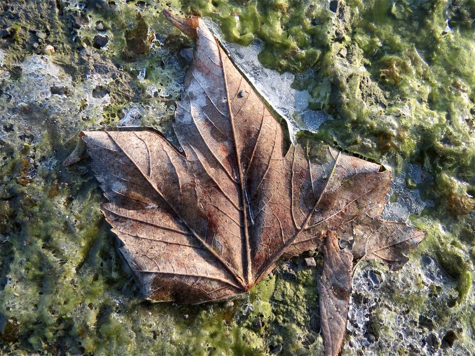 In einer Pfütze gefrorenes Blatt vom Berghorn (Acer pseudoplatanus) in Hockenheim