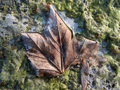 In einer Pfütze gefrorenes Blatt vom Berghorn (Acer pseudoplatanus) in Hockenheim photo